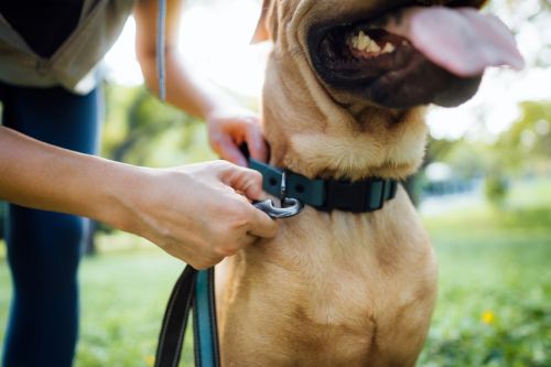 The implementation of Texas leash laws on a dog.
